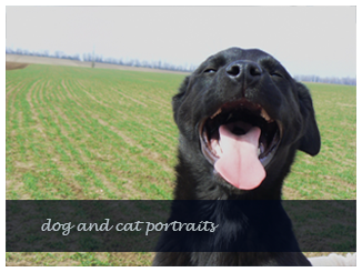 Dog and cat portraits